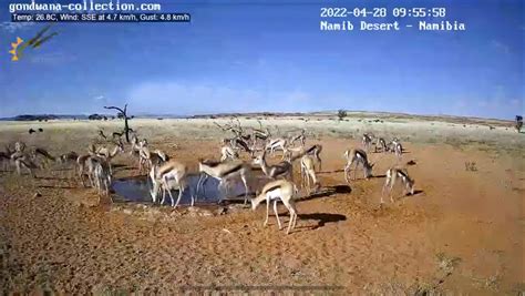 namibia webcam gondwana